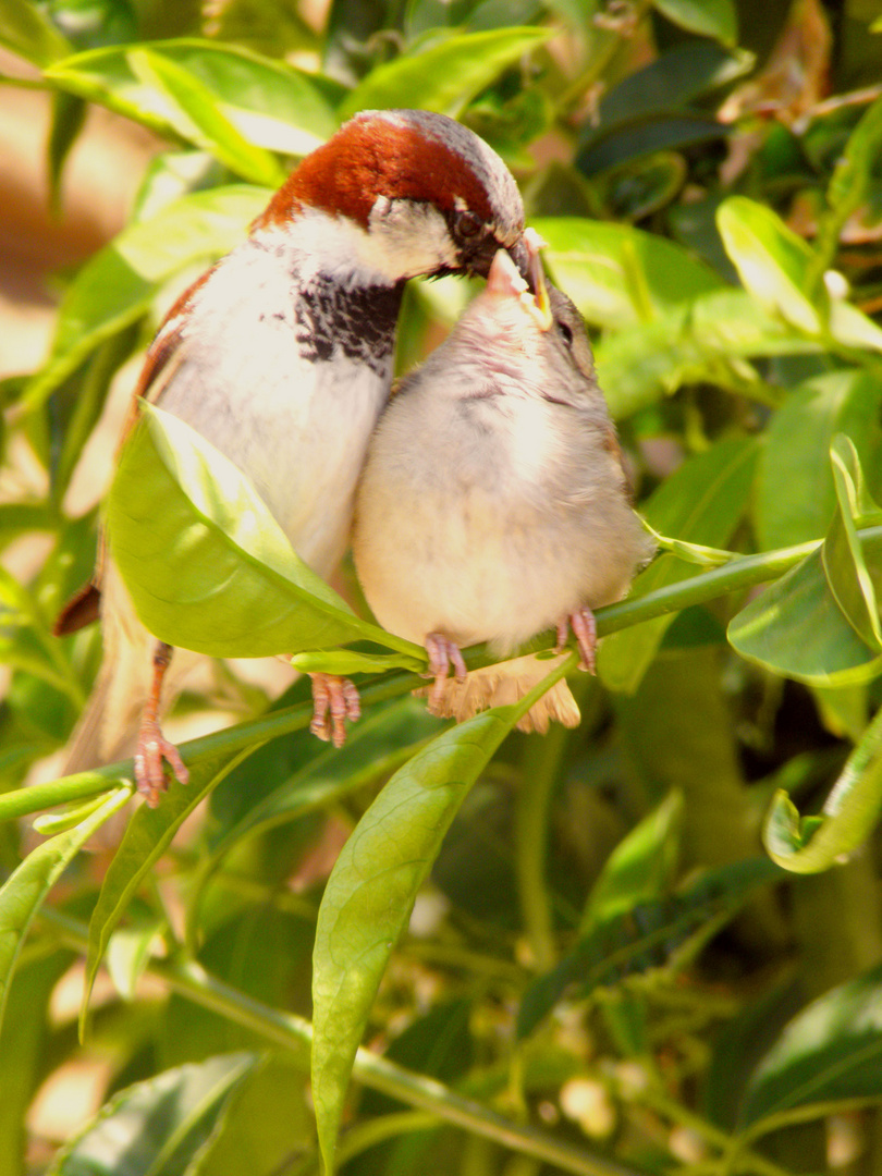 Spatz füttert sein Junges...