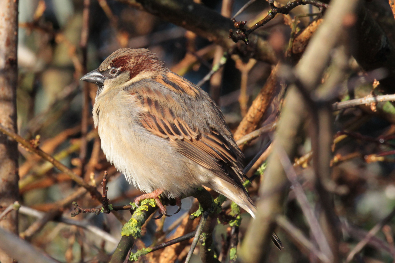 Spatz genießt die Wintersonne