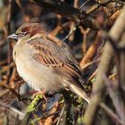 Spatz genießt die Wintersonne