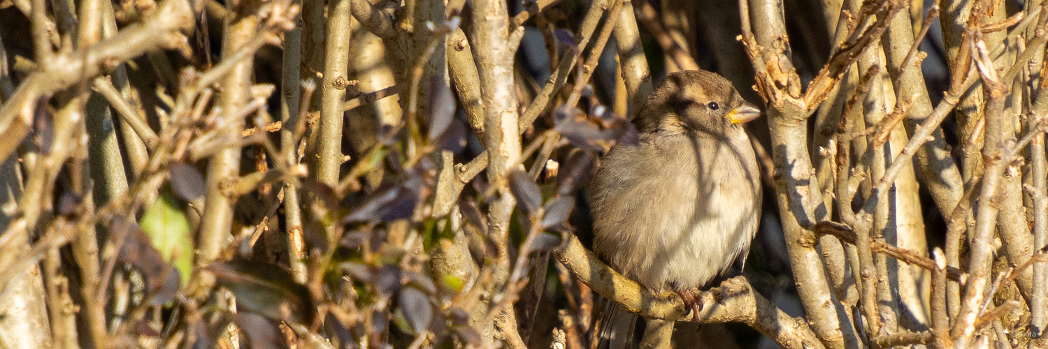 Spatz hat sich zu wenig versteckt, Hittisau 