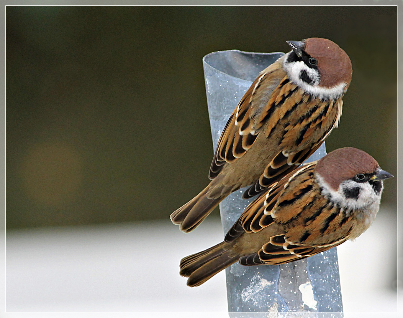 "Spatz hat wieder den Schnabel vorn"