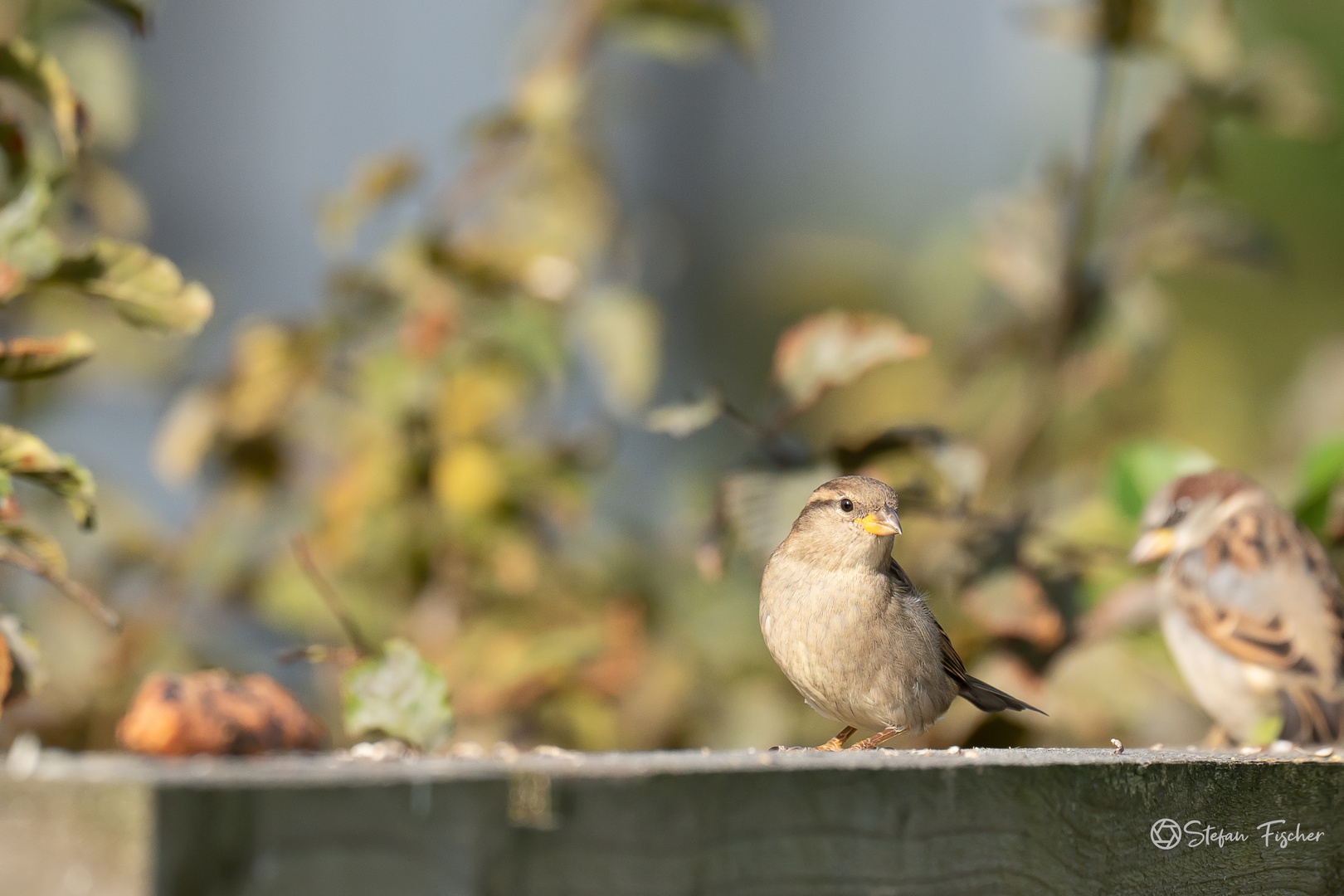 Spatz Haussperling