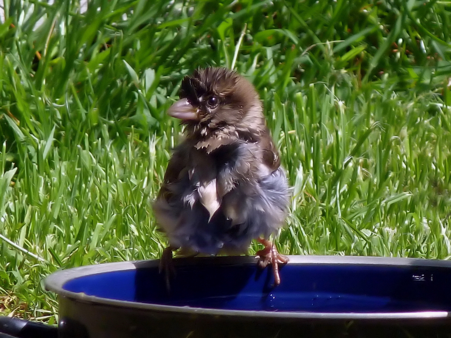 Spatz Haussperling - Frisch Gebadet