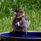 Spatz Haussperling - Frisch Gebadet