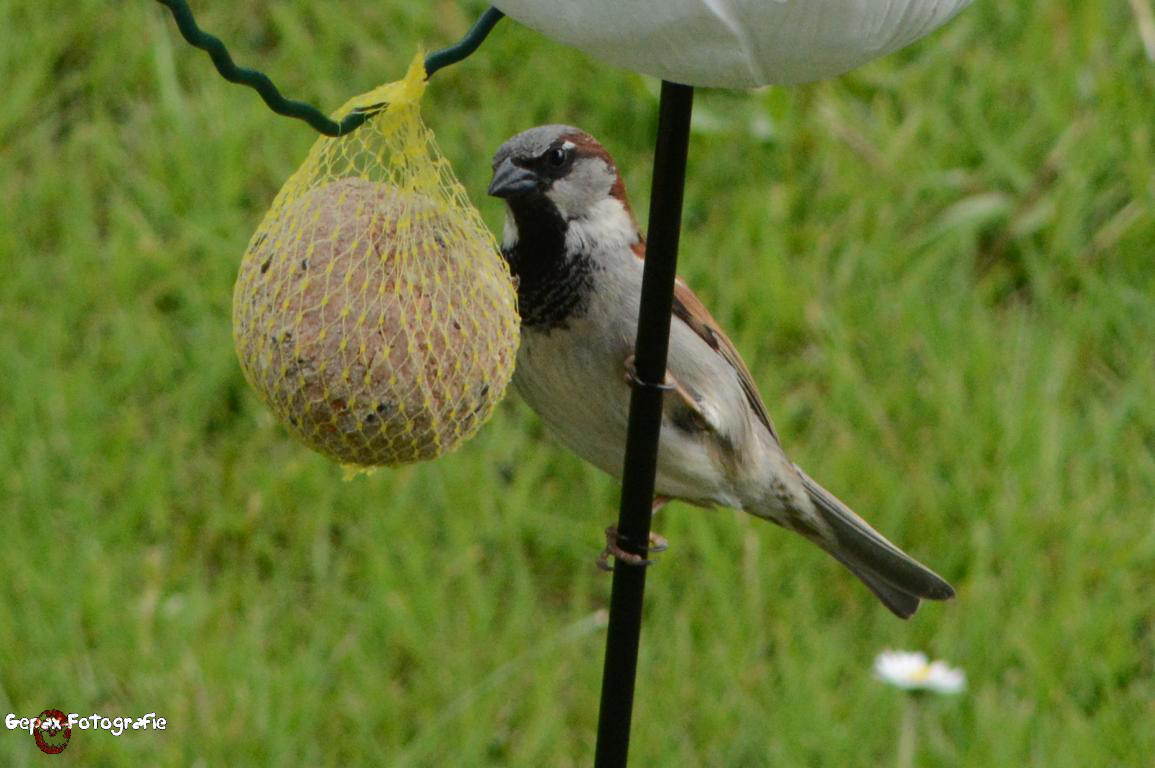 Spatz (Haussperling, Männchen) - GEPAX - 0827-1