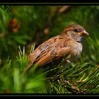 Spatz - Haussperling (Passer domesticus)