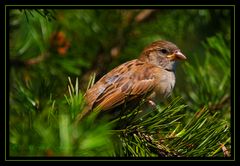 Spatz - Haussperling (Passer domesticus)