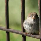 Spatz hinter Gittern