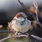 Spatz im Abendlicht