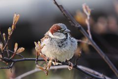 Spatz im Abendlicht