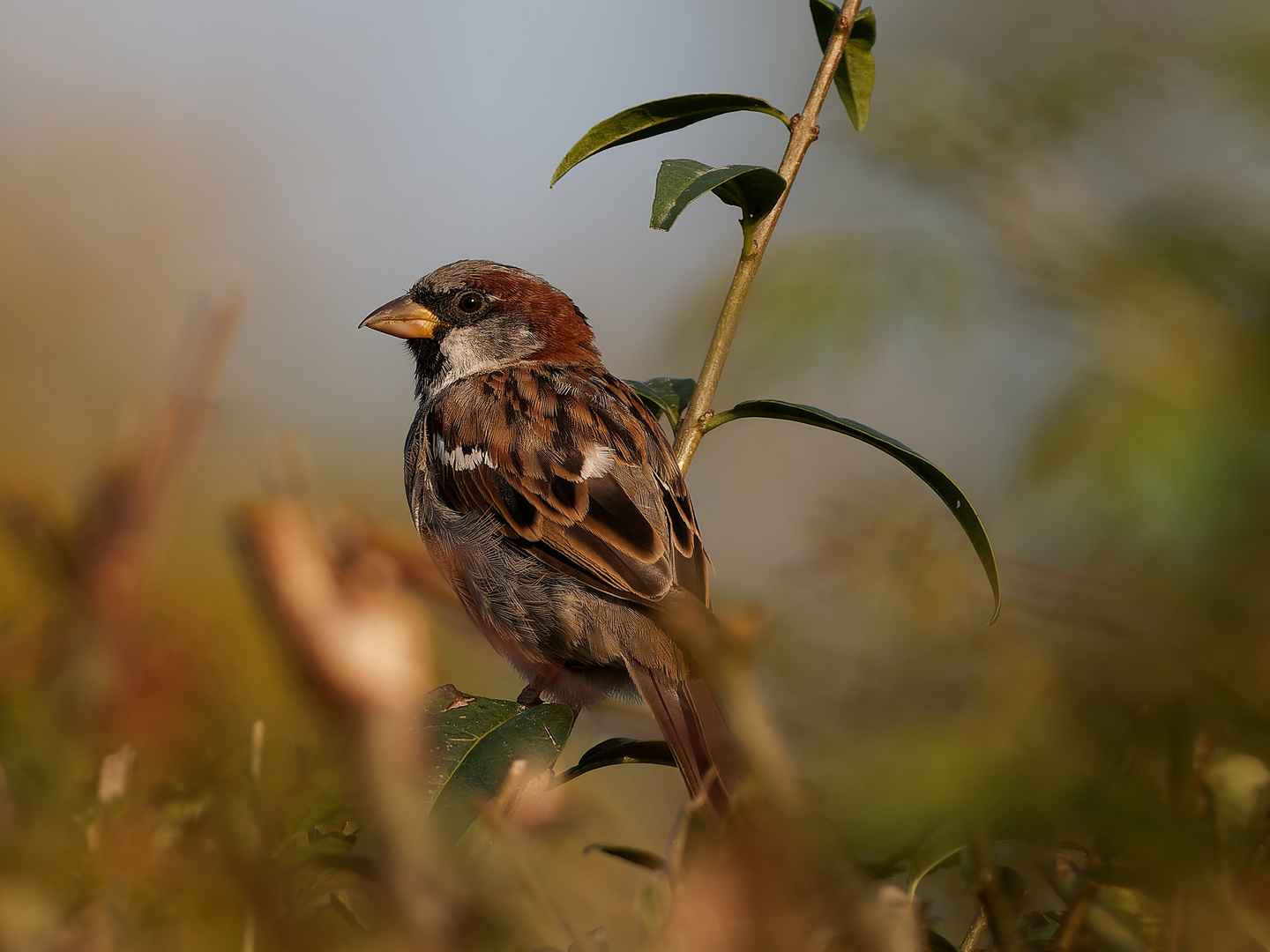 Spatz im Abendlicht