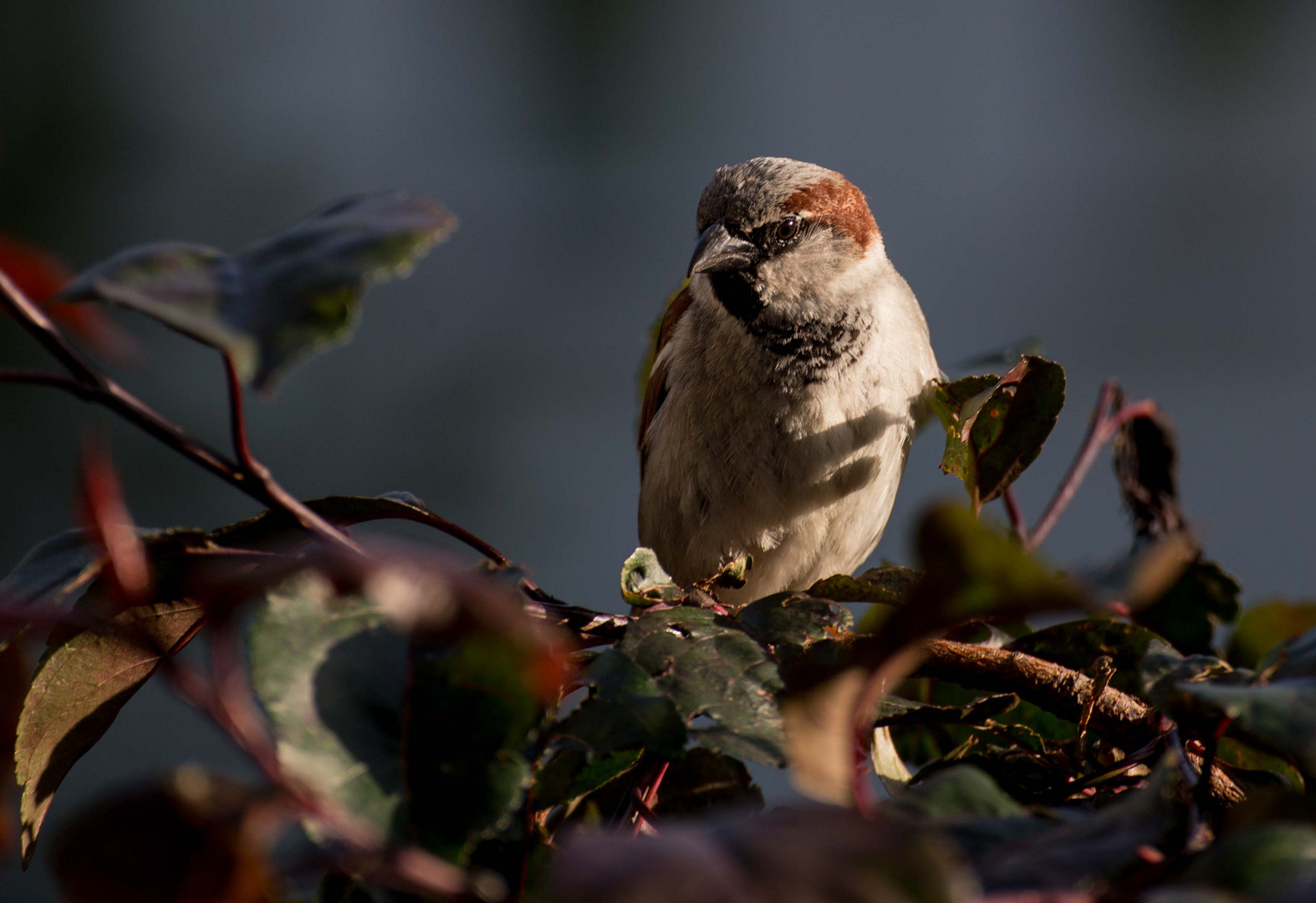 Spatz im Abendlicht