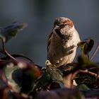 Spatz im Abendlicht