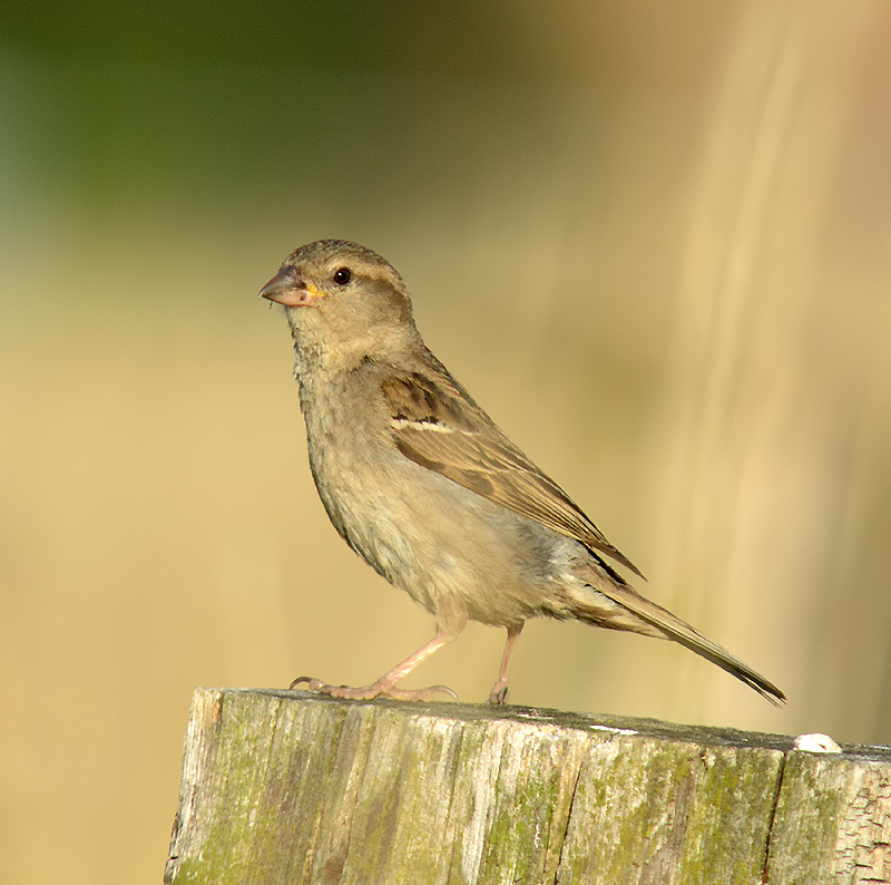 Spatz im Abendlicht