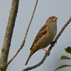 Spatz im Abendlicht