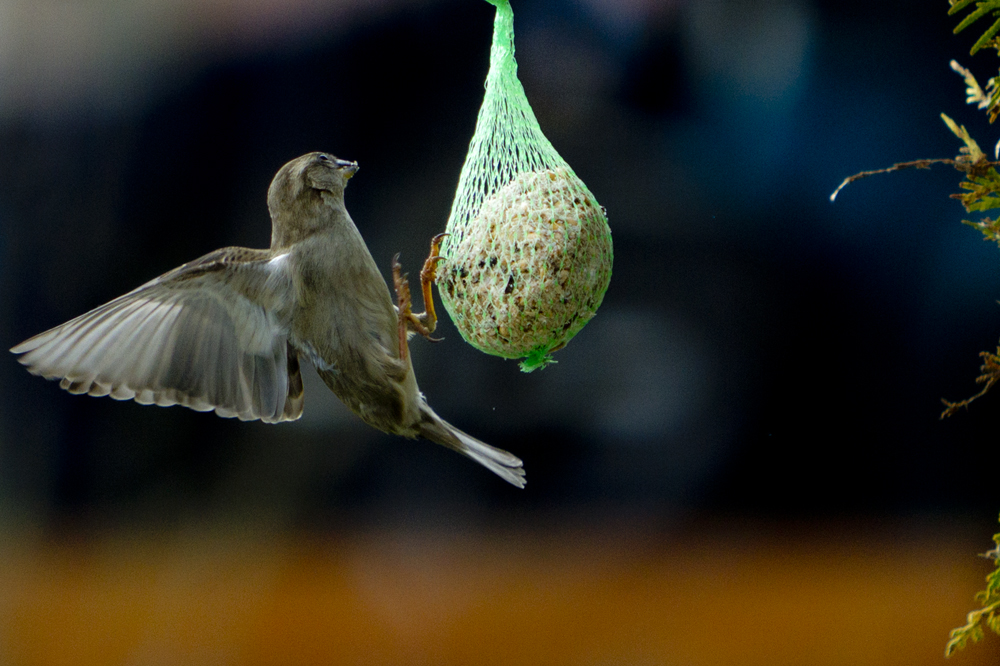 Spatz im Abflug