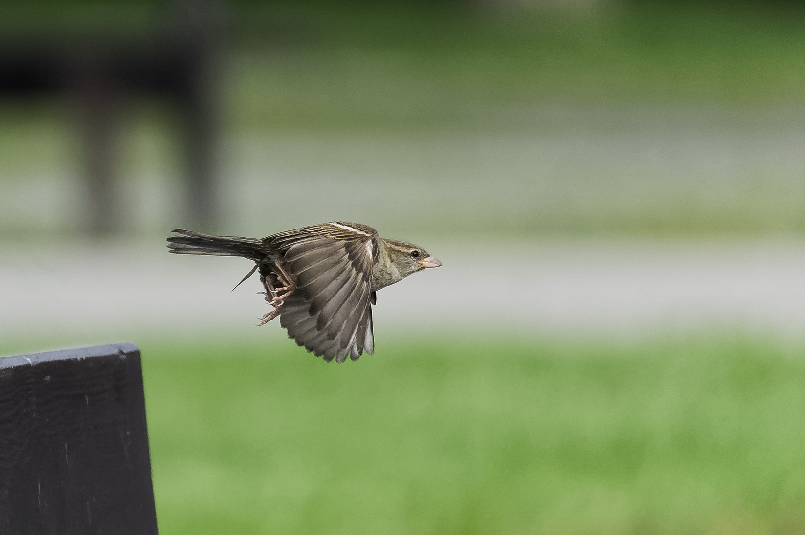 Spatz im Abflug