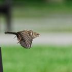 Spatz im Abflug