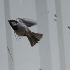 Spatz im Abflug