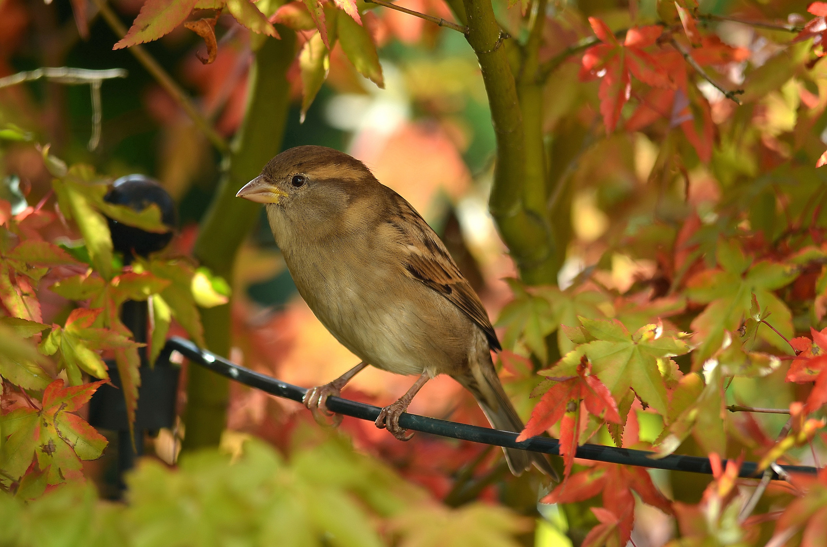 Spatz im Ahorn