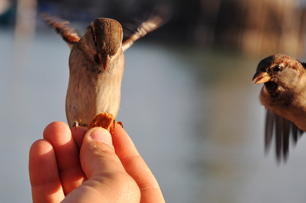 Spatz im Anflug