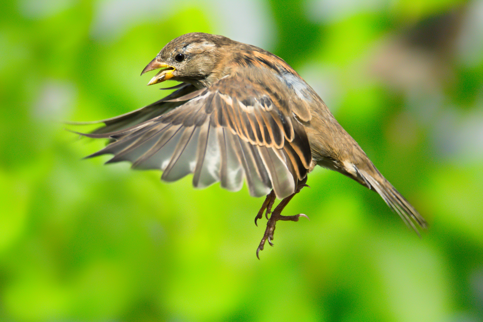 Spatz im Anflug....