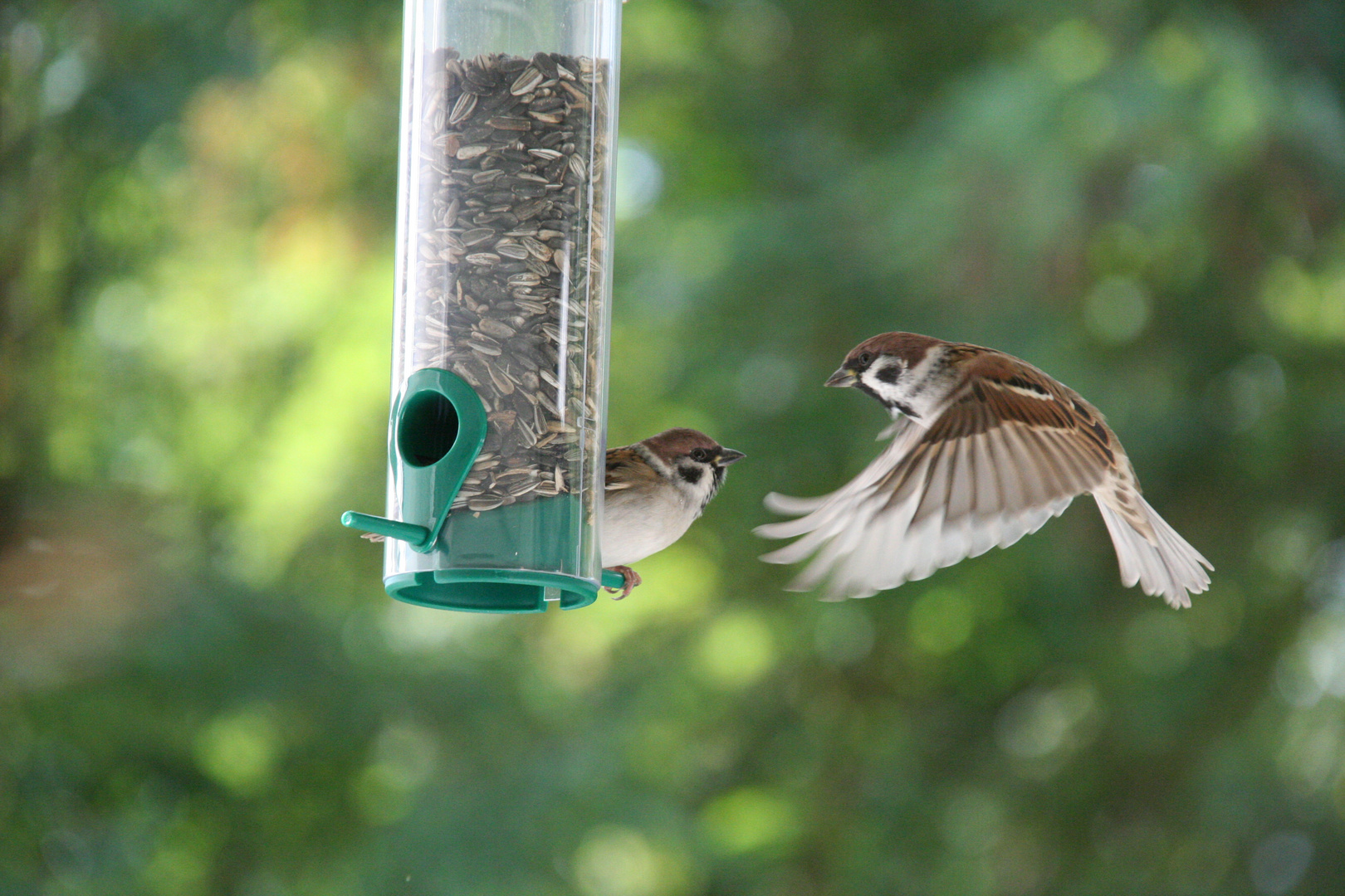 Spatz im Anflug