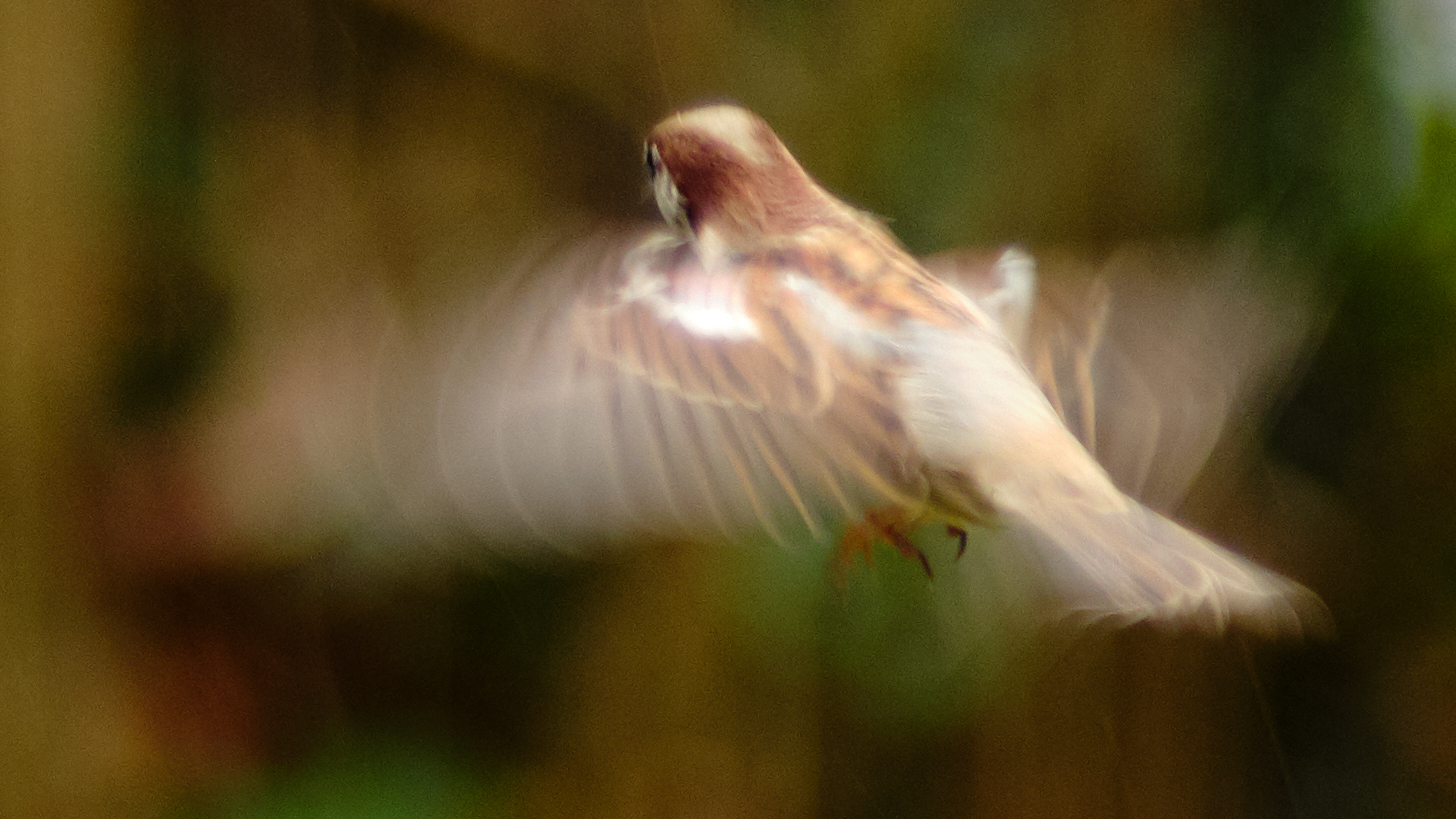 Spatz im Anflug