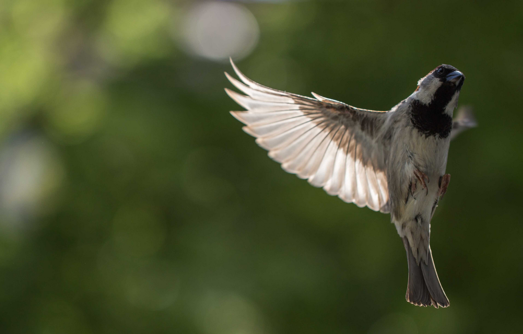 Spatz im Anflug zum Futterhäuschem