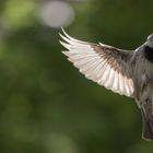 Spatz im Anflug zum Futterhäuschem