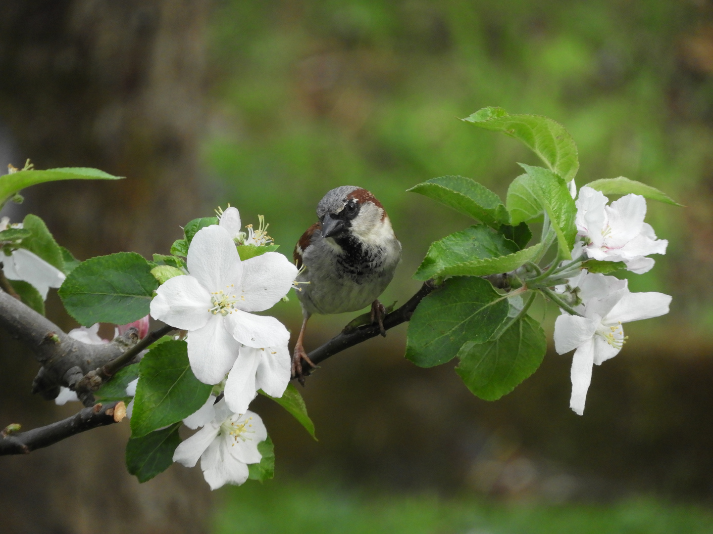 Spatz im Apfelbaum