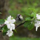 Spatz im Apfelbaum