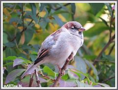 Spatz im Ausguck