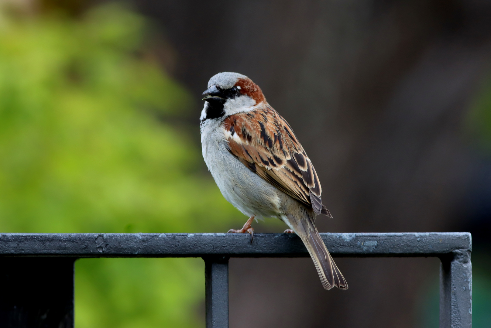 Spatz im Bauerngarten am Polznkasperhaus