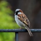 Spatz im Bauerngarten am Polznkasperhaus