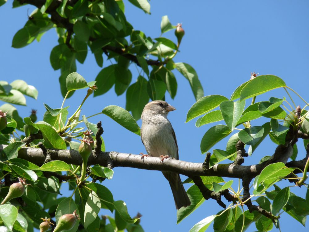 Spatz im Baum