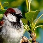 Spatz im Baum