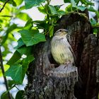 Spatz im Baum