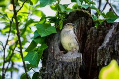 Spatz im Baum