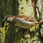 Spatz im Baum