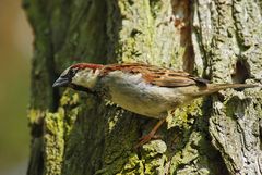 Spatz im Baum