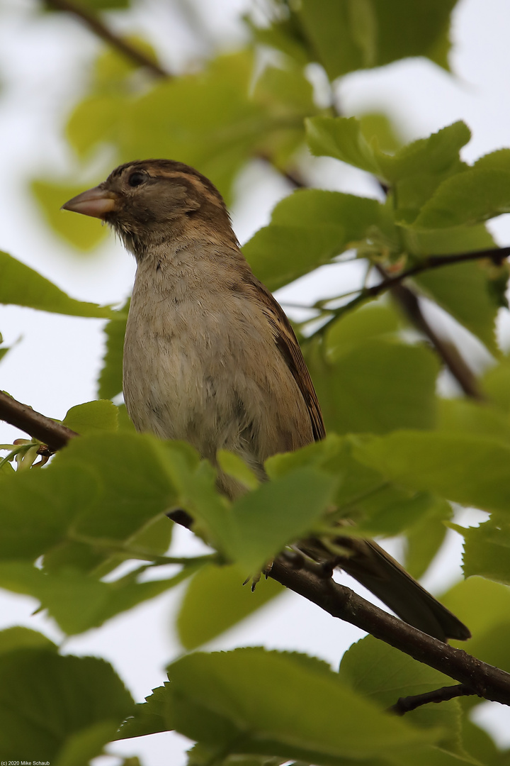 Spatz im Baum