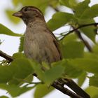 Spatz im Baum