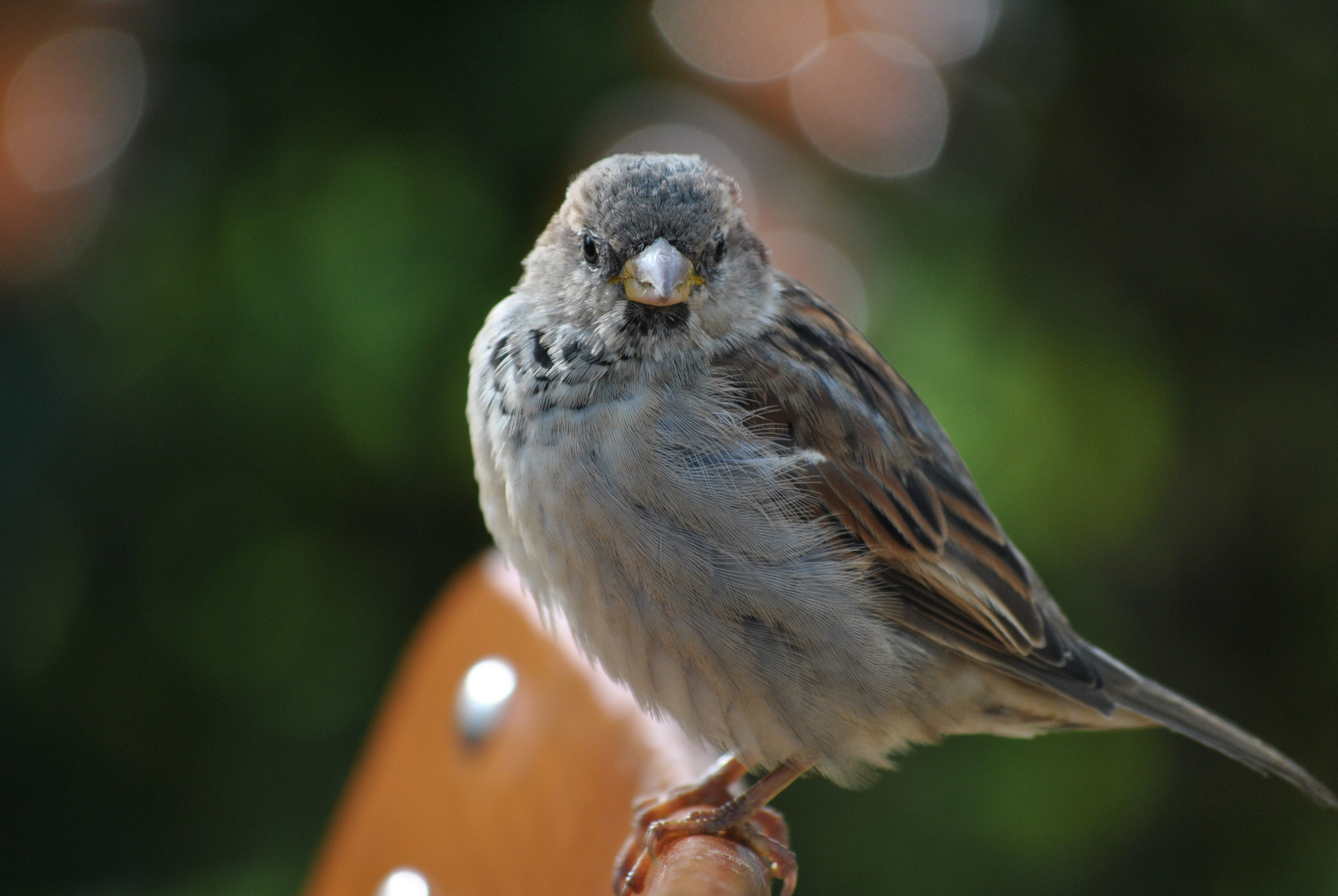 Spatz im Biergarten 2