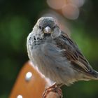 Spatz im Biergarten 2