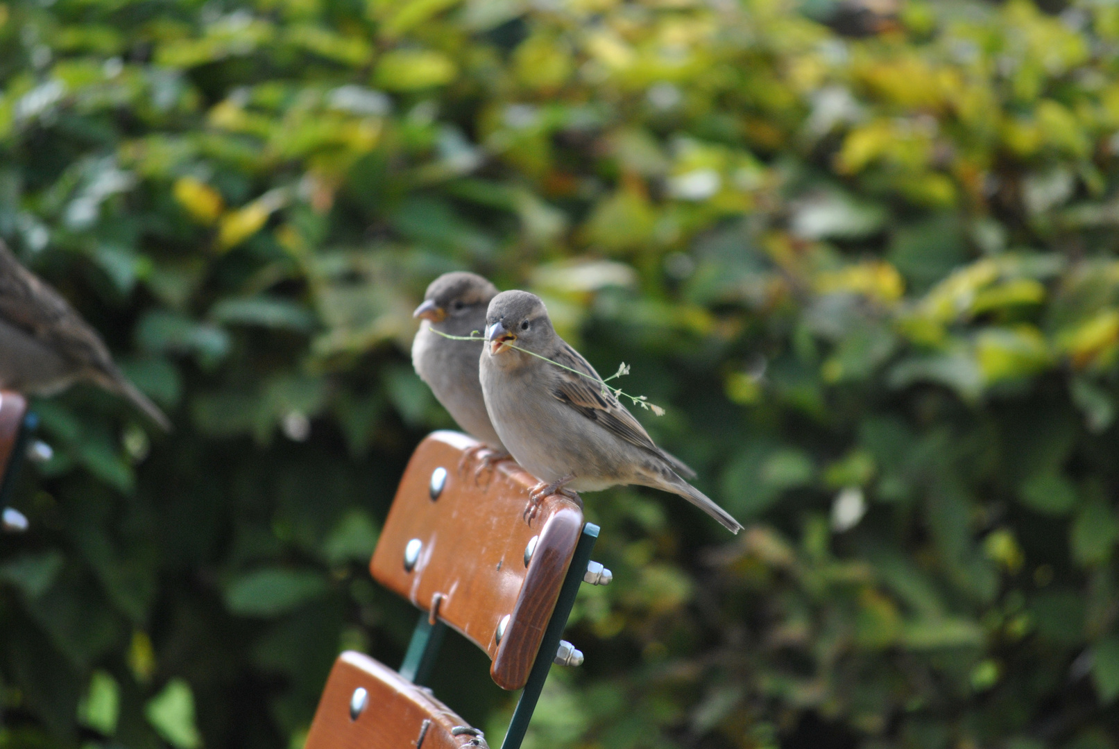 Spatz im Biergarten