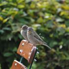 Spatz im Biergarten