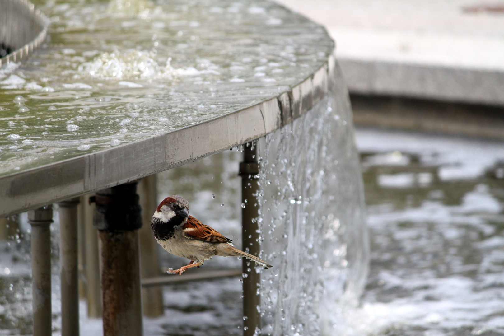 Spatz im Brunnen...