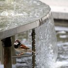 Spatz im Brunnen...