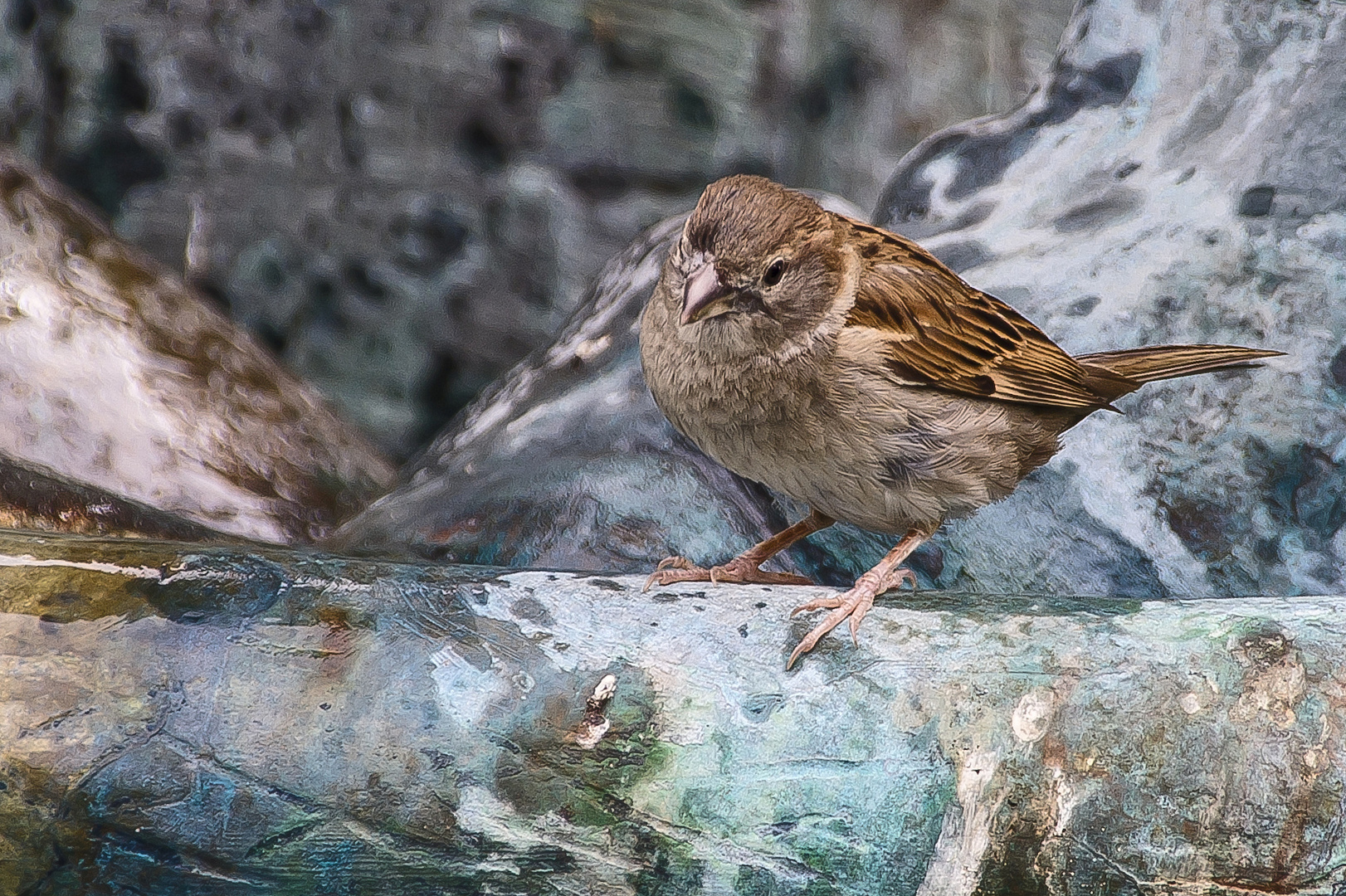 Spatz im Brunnen...